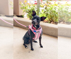 Savvy - Female Mutt Dog for Adoption - Photo #27