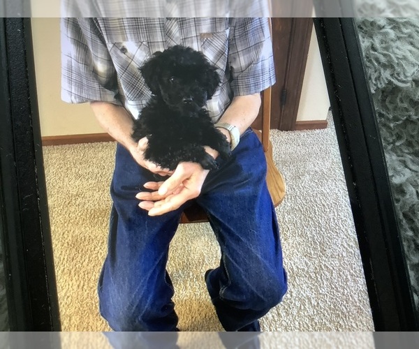 Medium Photo #1 Poodle (Toy) Puppy For Sale in SAINT CLOUD, MN, USA