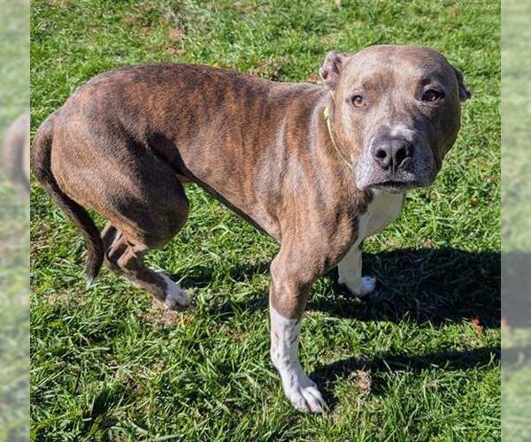 Medium Photo #1 American Pit Bull Terrier Puppy For Sale in Akron, OH, USA