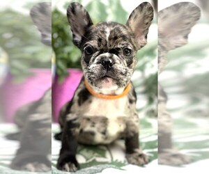 French Bulldog Puppy for sale in HUNTINGTON BEACH, CA, USA