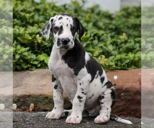 Great Dane Puppy for sale in LITITZ, PA, USA