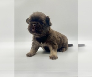 Pug Puppy for Sale in NEENAH, Wisconsin USA