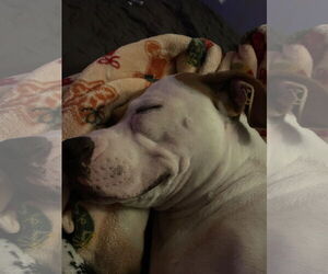 Lulu - Female Staffordshire Bull Terrier-Unknown Mix Dog for Adoption - Photo #3