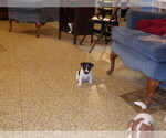 Small #5 Jack Russell Terrier