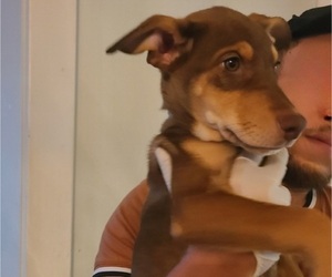 Doberman Pinscher-Siberian Husky Mix Puppy for sale in LOS ANGELES, CA, USA
