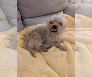 Maltese-Unknown Mix Dogs for adoption in Caldwell, NJ, USA