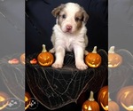 Puppy Jack O Lantern Australian Shepherd