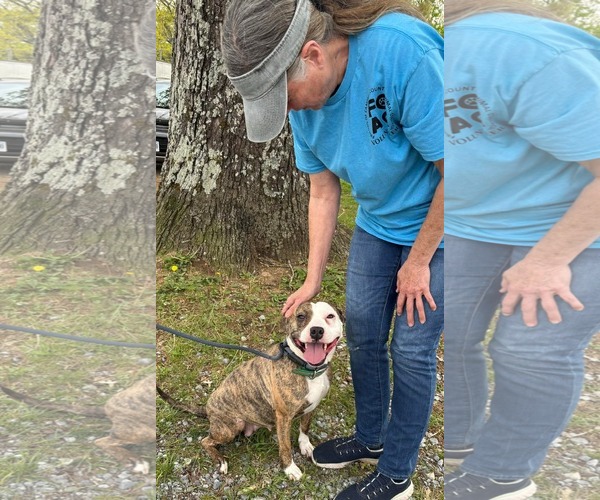 Medium Photo #1 Mutt Puppy For Sale in Rustburg, VA, USA