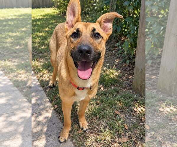Medium Photo #1 Mutt Puppy For Sale in Holly Springs, NC, USA