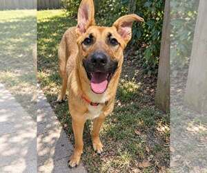 Mutt Dogs for adoption in Holly Springs, NC, USA