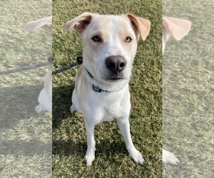 Mutt Dogs for adoption in Rowlett, TX, USA