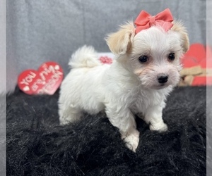 Maltipoo (Miniature) Puppy for sale in CHARLESTON, WV, USA