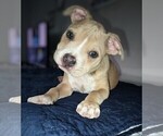 Small #2 American Bully