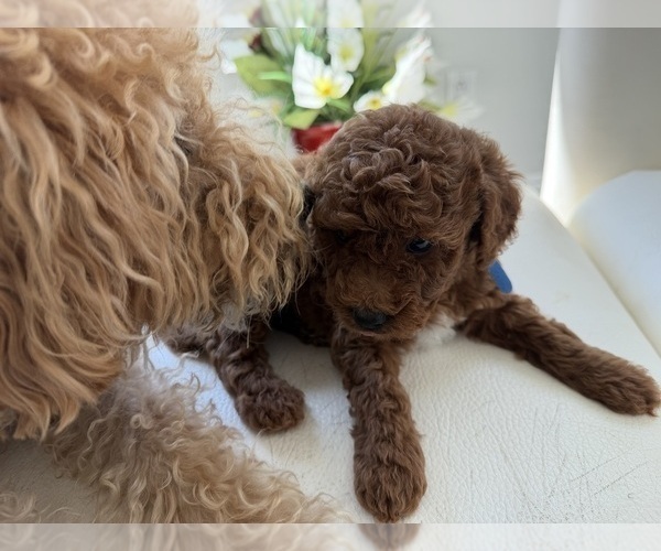 Medium Photo #4 Labradoodle Puppy For Sale in THOUSAND OAKS, CA, USA