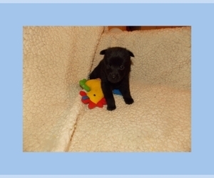 Schipperke Puppy for sale in OKC, OK, USA