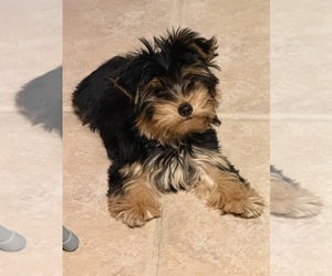 Yorkshire Terrier Puppy for sale in VALRICO, FL, USA