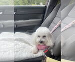 Small #1 Bichon Frise