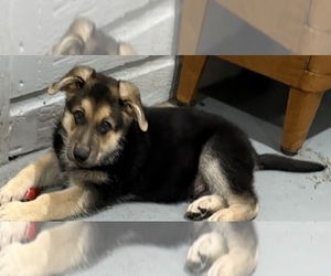 German Shepherd Dog Puppy for sale in BRIGHTON, CO, USA