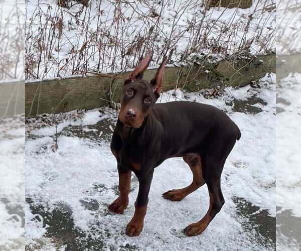 Medium Photo #104 Doberman Pinscher Puppy For Sale in FORT LAUDERDALE, FL, USA