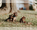 Small Photo #28 Yorkshire Terrier Puppy For Sale in FOREST HILL, TX, USA