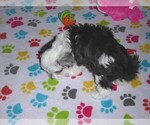 Small #9 Maltese-Poodle (Toy) Mix