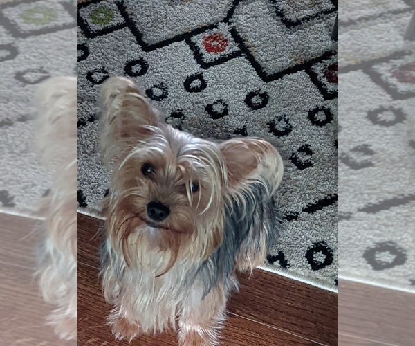Medium Photo #1 Yorkshire Terrier Puppy For Sale in BANKS, AL, USA