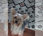 Small Photo #1 Yorkshire Terrier Puppy For Sale in BANKS, AL, USA