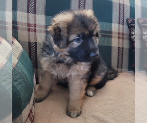 German Shepherd Dog Puppy for sale in BEATTY, OR, USA