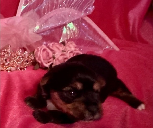 Medium Photo #5 Yorkshire Terrier Puppy For Sale in BROOKHAVEN, MS, USA