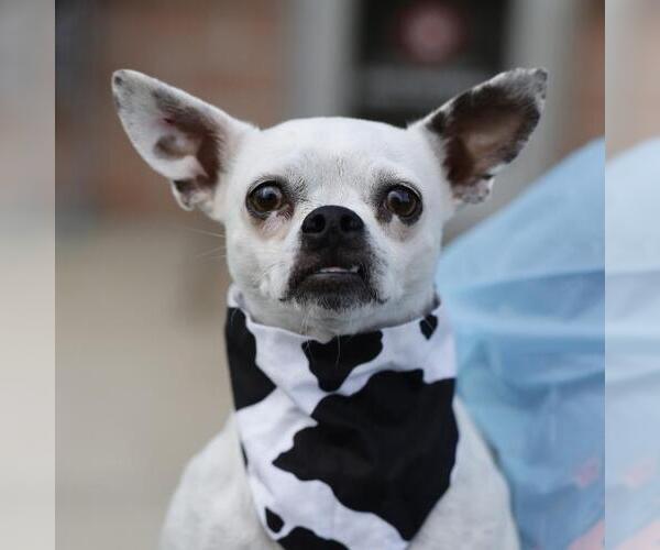 Medium Photo #1 Chihuahua-Unknown Mix Puppy For Sale in San Antonio, TX, USA