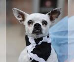 BRUCE - Male Chihuahua-Unknown Mix Dog for Adoption - Small photo