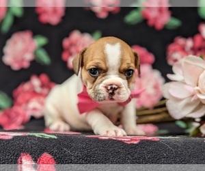 French Bulldog Puppy for sale in QUARRYVILLE, PA, USA