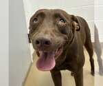 Small #1 Chocolate Labrador retriever Mix