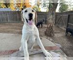 Small #2 Labrador Retriever