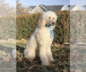 Poodle (Standard) Puppy for sale in SARATOGA SPRINGS, UT, USA