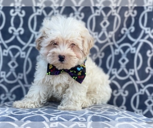 Medium Photo #11 Maltipoo Puppy For Sale in LAKELAND, FL, USA