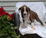 Small Photo #23 Boxer Puppy For Sale in GOSHEN, IN, USA