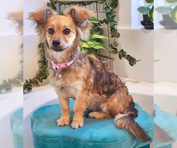 Medium Photo #8 Dameranian Puppy For Sale in Tustin, CA, USA