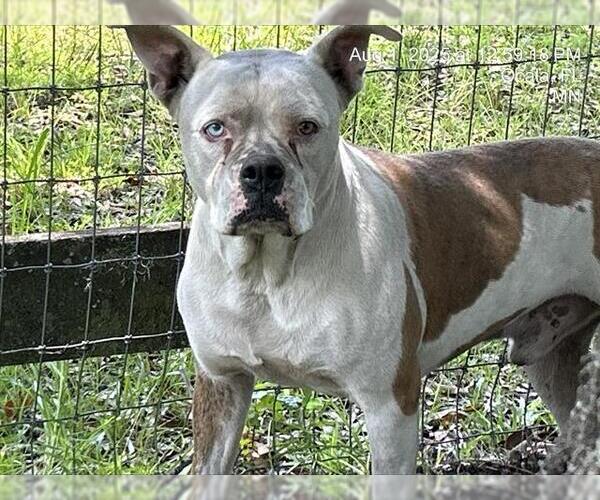 Medium Photo #1 Bulldog-Unknown Mix Puppy For Sale in Ocala, FL, USA