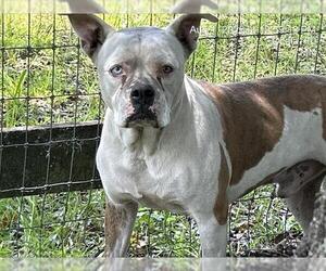 Bulldog-Unknown Mix Dogs for adoption in Ocala, FL, USA