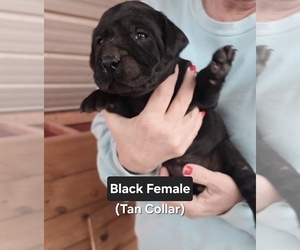 Medium Labrador Retriever