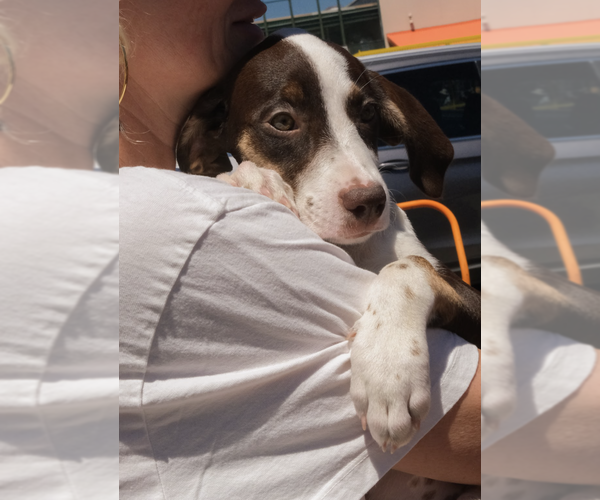 Medium Photo #2 Mutt Puppy For Sale in Brooklyn, NY, USA