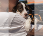 Small #1 Mutt