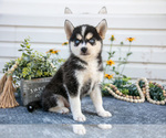 Puppy Pilot Pomsky