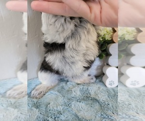 Schnauzer (Miniature) Puppy for sale in AUGUSTA, GA, USA