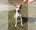 Small #1 Labrador Retriever Mix