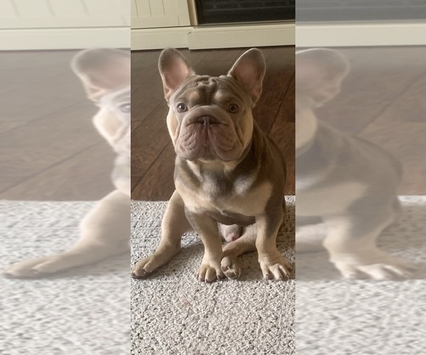 Medium Photo #1 French Bulldog Puppy For Sale in FLORAL CITY, FL, USA
