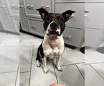 Small Photo #3 Mutt Puppy For Sale in Claremore, OK, USA