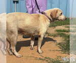 Small #2 Labrador Retriever Mix