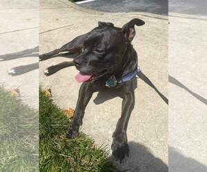 ELLIE (COURTESY POST) - Female Labrador Retriever-Unknown Mix Dog for Adoption - Photo #2